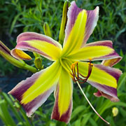 Till the Cows Come Home Daylily